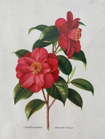 Lijst (8)- Planten, bloemen en anderen - Hout,, Antiek en Kunst