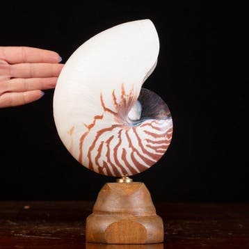 Meester van de Wunderkammer - Zeeschelp - Nautilus Pompilius, Verzamelen, Nieuw