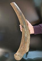 Wolharige mammoet - Fossiel bot - Costola di Mammuthus