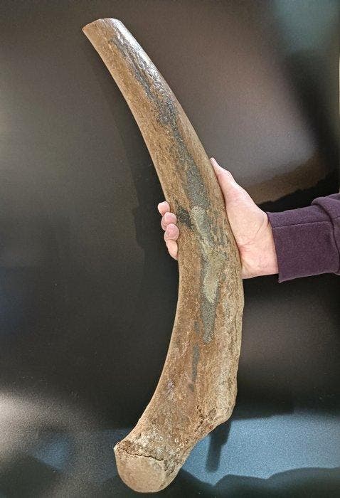 Wolharige mammoet - Fossiel bot - Costola di Mammuthus, Verzamelen, Mineralen en Fossielen