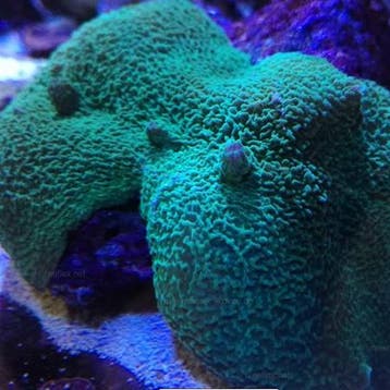 Metarhodactis Boninensis Green (Groen Olifantsoor) 1 stuk