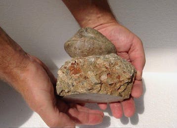Gefossiliseerde schelp - Large Bivalve Fossilised Shell on, Verzamelen