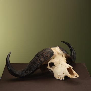 Kafferbuffel Schedel Taxidermie Opgezette Dieren By Max, Ophalen of Verzenden, Opgezet dier