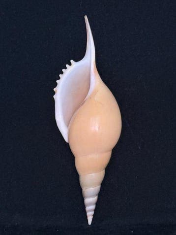 Escargot de mer Coquillage marin - S-524 TIBIA MARTINI (Sans, Collections