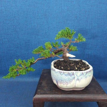 Jeneverbes bonsai (Juniperus) - Hoogte (boom): 13 cm -