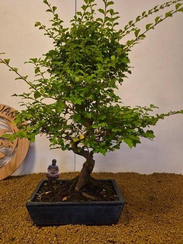 Bonsaï Troène (Ligustrum) - Hauteur (arbre) : 60 cm -