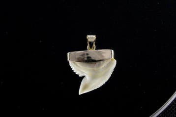 Tijgerhaai-tandhanger Tand - Galeocerdo cuvier - 1.8 cm - 0