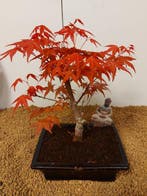 Japanese maple bonsai (Acer palmatum) - Hoogte (boom): 26 cm