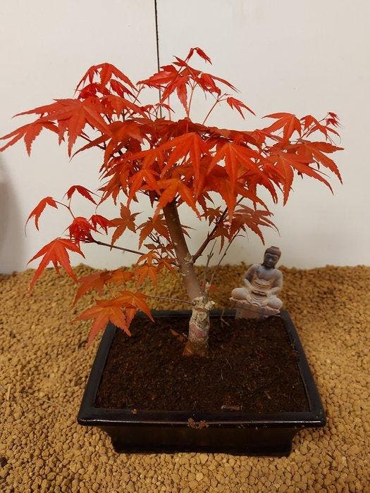 Japanese maple bonsai (Acer palmatum) - Hoogte (boom): 26 cm, Antiek en Kunst, Curiosa en Brocante
