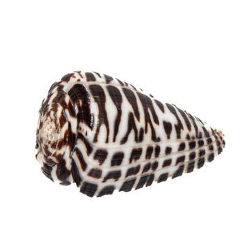 Kegelslak Conus polyglotta 40 mm | Makellos / GEM |