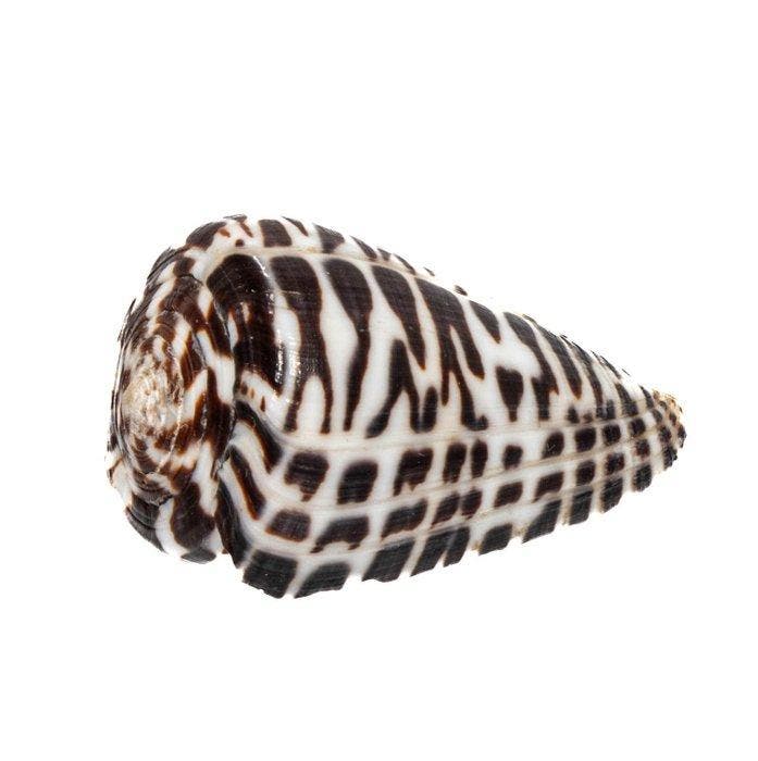 Kegelslak Conus polyglotta 40 mm | Makellos / GEM |, Antiquités & Art, Curiosités & Brocante