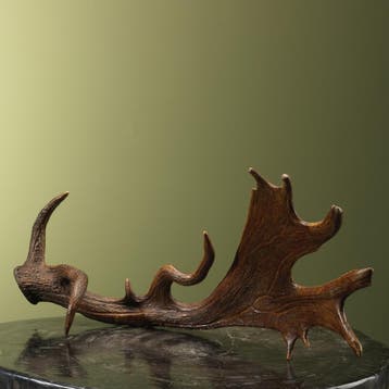Damhert Geweistang ,KG Taxidermie Opgezette Dieren By Max, Ophalen of Verzenden, Nieuw, Wild dier, Opgezet dier