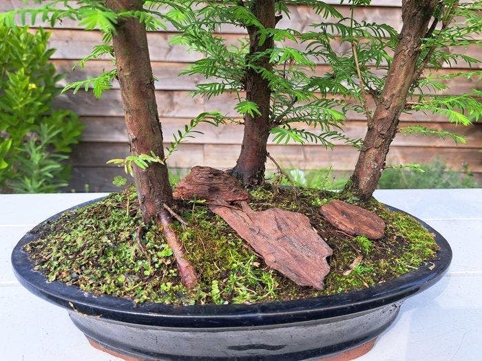 GROOT metasequoia bos in ruime bonsaischaal - Hoogte (boom):, Antiek en Kunst, Curiosa en Brocante