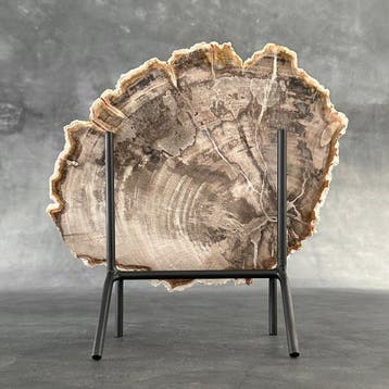 Magnifique tranche de bois pétrifié sur un socle