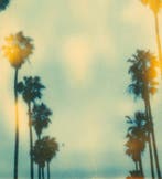 Stefanie Schneider - Palm Trees on Wilcox (Stranger than