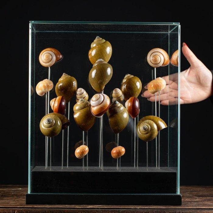 Équateur Coquille terrestre - Composition italienne - Verre, Verzamelen, Dierenverzamelingen
