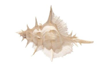 Alabaster murex $$$ EXTREM Grand $$$ Squelette - Siratus