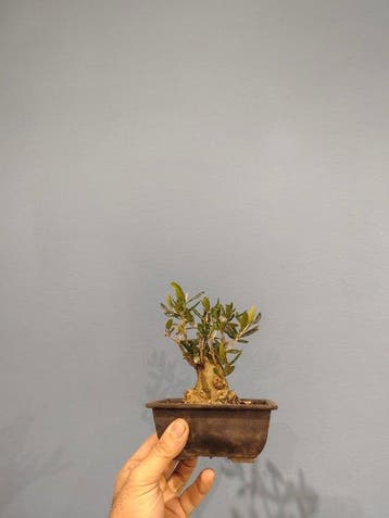 Olijf bonsai (Olea europaea) - Hoogte (boom): 14 cm - Diepte