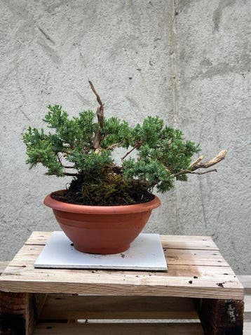 Bonsaï Genévrier (Juniperus) - Hauteur (arbre) : 23 cm -