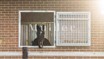 Stalramen en staldeuren | NIEUW | Grote eigen voorraad!, Dieren en Toebehoren, Opfok
