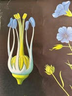 Flachs - Jung Koch Quentell, Vlas 1969 - Schoolkaart -