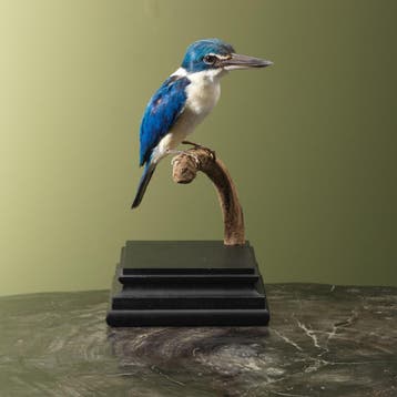 Witkraagijsvogel Taxidermie Opgezette Dieren By Max, Ophalen of Verzenden, Opgezet dier