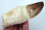 Prognatodon gigantische tand - Fossiele tand - 13 cm - 3.8