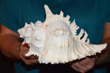 Zeeslak Zeeschelp - S-658 CHICOREUS RAMOSUS, Nieuw