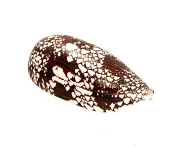 Conus aulicus | Uniek patroon & monstergrootte - Perfecte, Nieuw