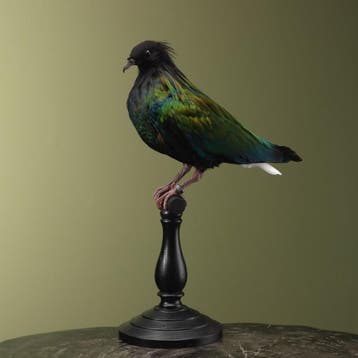 Manenduif Taxidermie Opgezette Dieren By Max, Verzamelen, Ophalen of Verzenden, Nieuw, Vogel, Opgezet dier