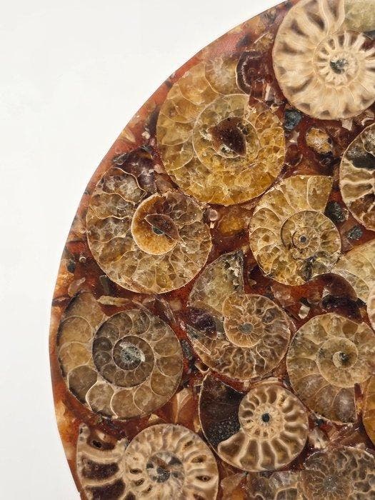 Ammoniet - Gefossiliseerd dier - Aioloceras (Cleoniceras), Collections, Minéraux & Fossiles