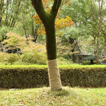 Jute rol 1x50m | Tweede kansje | OP = OP, Verzenden