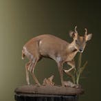Chinese Muntjak Taxidermie Opgezette Dieren By Max, Ophalen of Verzenden, Opgezet dier