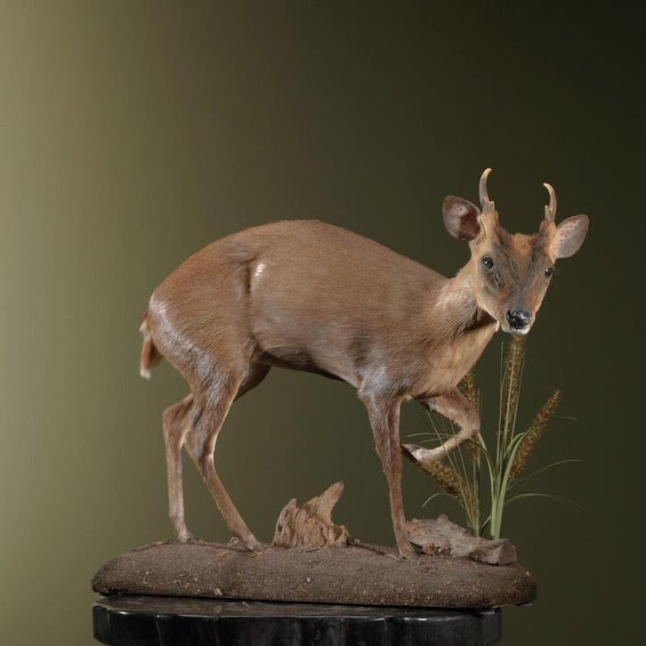 Chinese Muntjak Taxidermie Opgezette Dieren By Max, Collections, Collections Animaux, Enlèvement ou Envoi