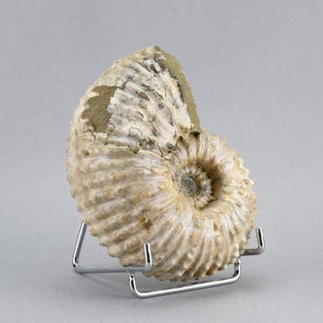 Ammonite - Animal fossilisé - Douvilleiceras mammillatum -