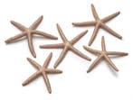 Zeester Finger Starfish 10-15 cm Copper/Koper 10 stuks, Nieuw