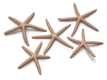 Zeester Finger Starfish 10-15 cm Copper/Koper 10 stuks, Nieuw