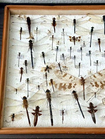 No reserve-Grote wetenschappelijke entomologische collectie