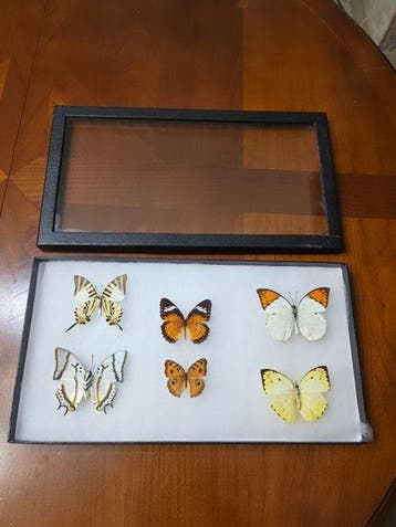 Vlinder Taxidermie volledige montage - Espèces variés - 19.5