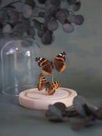 Papillon Support de corps entier pour taxidermie -