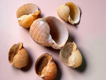 Zeer zeldzaam en uitzonderlijk lot van 6 schelpen Taxidermie