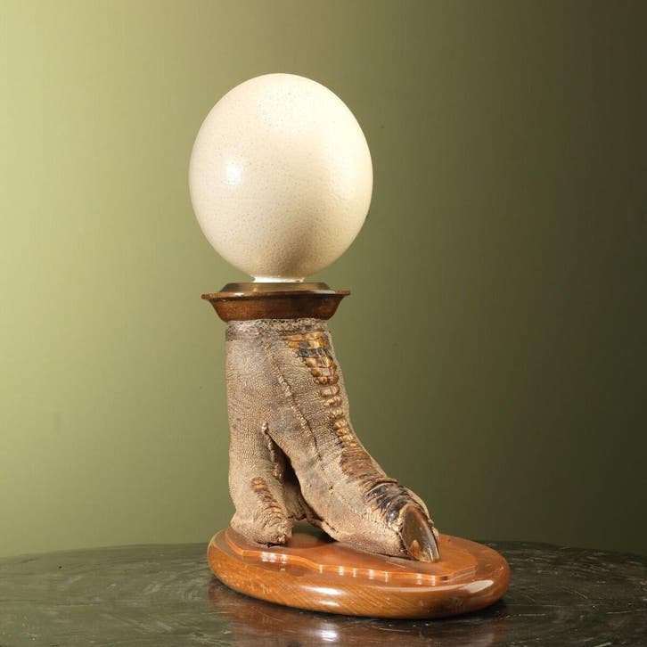Struisvogel Poot met Ei Taxidermie Opgezette Dieren By Max, Collections, Collections Animaux, Enlèvement ou Envoi