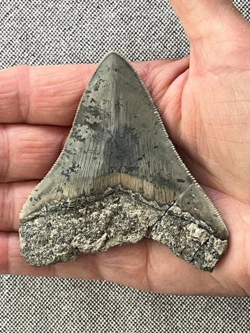Megalodon-tand 8,6 cm - Fossiele tand - Carcharocles, Collections