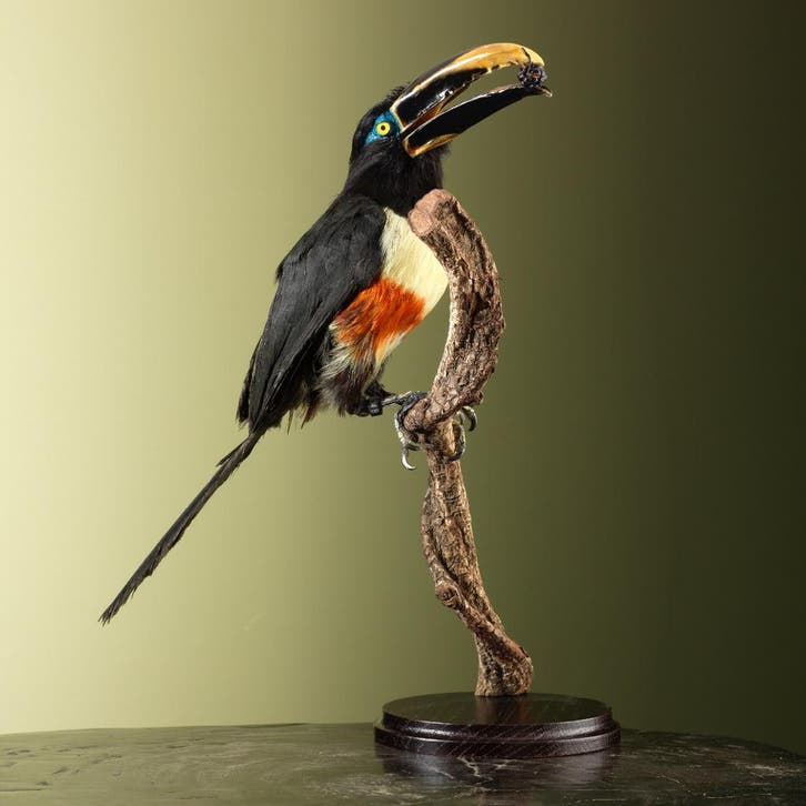 Arassari Taxidermie Opgezette Dieren By Max, Verzamelen, Dierenverzamelingen, Opgezet dier, Nieuw, Vogel, Ophalen of Verzenden