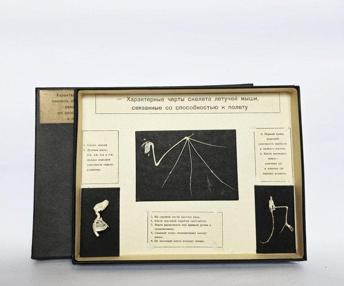 Lesmateriaal - Vintage educatief anatomisch model -, Collections, Collections Animaux