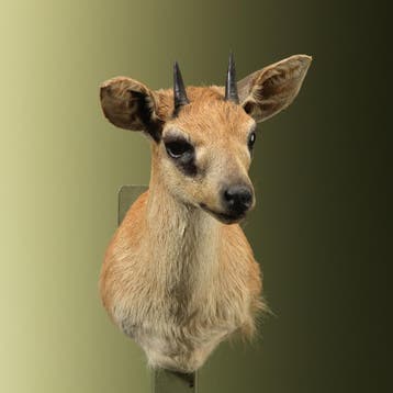 Antilope Taxidermie Opgezette Dieren By Max, Verzamelen, Dierenverzamelingen, Ophalen of Verzenden, Nieuw, Wild dier, Opgezet dier