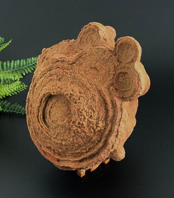 Zeldzaam decoratieve stromatoliet – een van de oudste