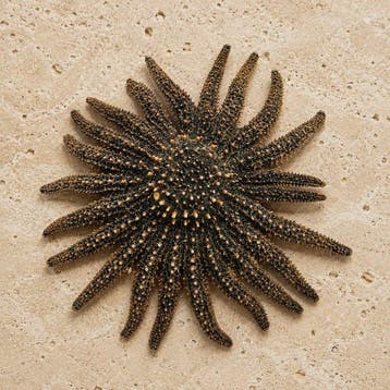 Zeester Taxidermie volledige montage - Natural Sunflower Sea, Verzamelen, Nieuw