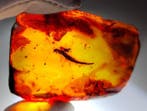 Prachtige fossiele Dominicaanse amber - geen minimumprijs