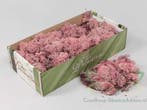 Rendiermos IJslandsmos Finlandsmos Roze 500 gram, Nieuw